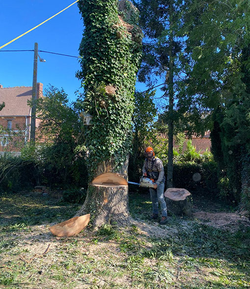 abattage arbre