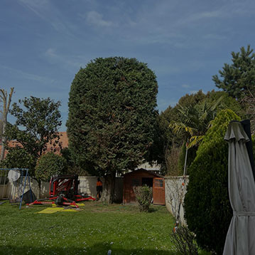 taille-haie-arbre